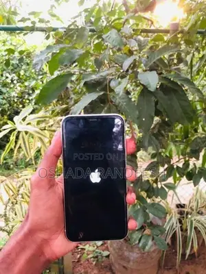 Apple iPhone 11 (Used)