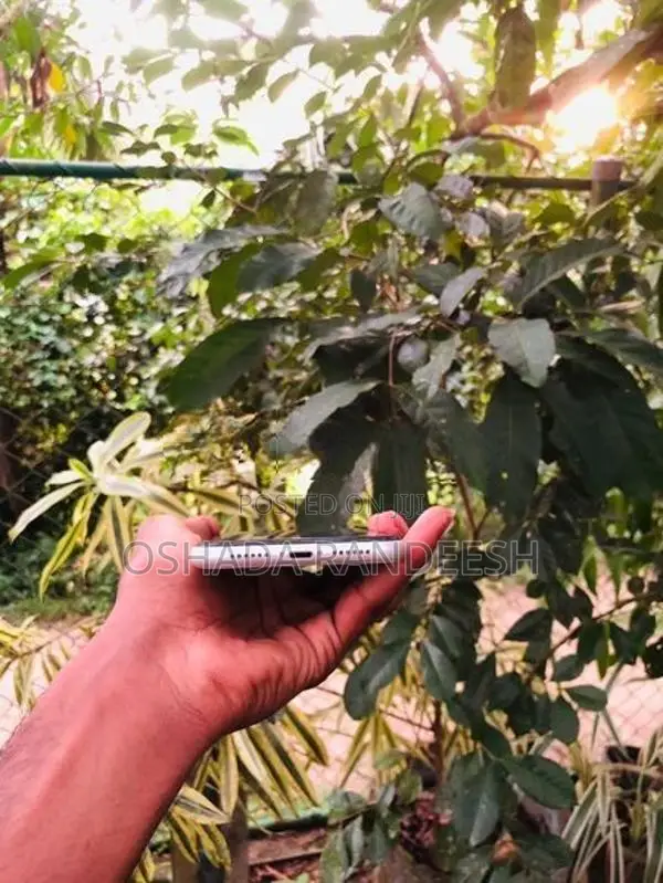 Apple iPhone 11 (Used)