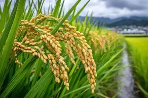 මහියංගනයේ වටිනා කුඹුරු ඉඩමක් විකිණීමට