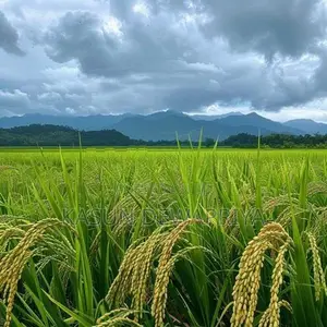 මහියංගනයේ වටිනා කුඹුරු ඉඩමක් විකිණීමට