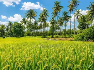 Paddy Facing Land for Sale in Kurunegala Padeniya Y 58
