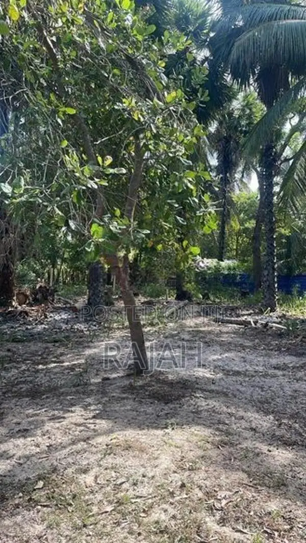 A Half Acre Coconut Saland For Sale In Batticaloa