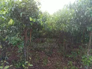Cinnamon Land For Sale - Nawalakanda In Elpitiya