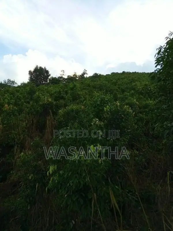 Cinnamon Land For Sale - Nawalakanda In Elpitiya