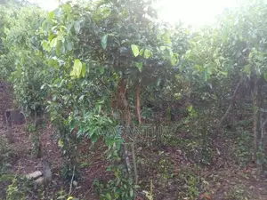 Cinnamon Land For Sale - Nawalakanda In Elpitiya