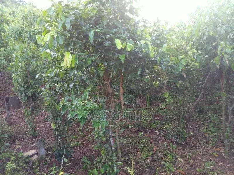 Cinnamon Land For Sale - Nawalakanda In Elpitiya