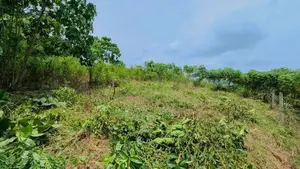 නිට්ටඹුව උෘරපොල පර්චස් 13ම 10.