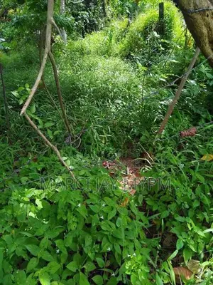 70p Land Facing Kandy/Matale Road