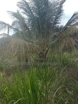 Land for Sale in තණමල්විල