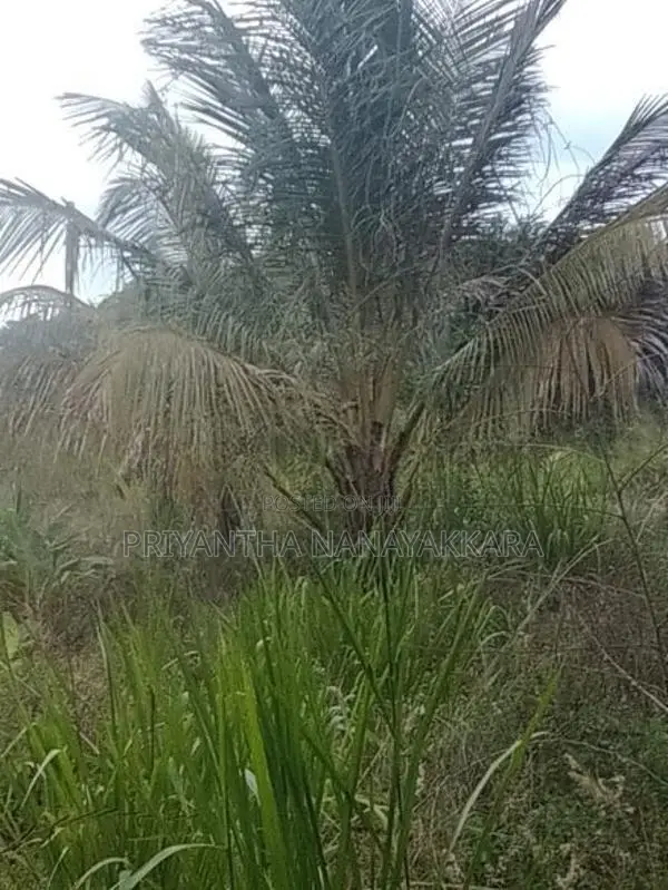 Land for Sale in තණමල්විල