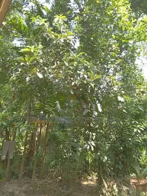 185 Perches Land With House For Sale In Meegahakiula Badulla