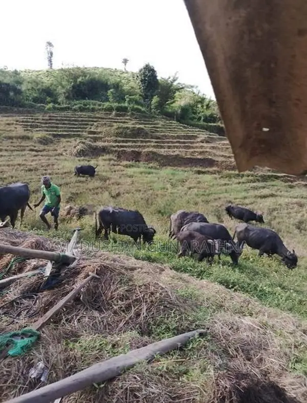 Land for Sale in Badulla Kandegedara