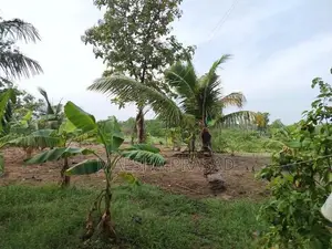 නිවස සමග ඉඩම - මහකුබුක්කඩවල