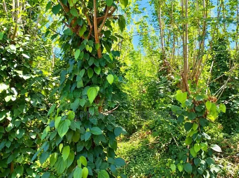 54 Perches Land For Sale In Nikapotha - Beragala (Sspl-535) Haputale