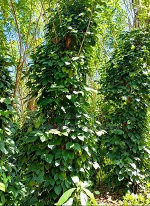 54 Perches Land For Sale In Nikapotha - Beragala (Sspl-535) Haputale