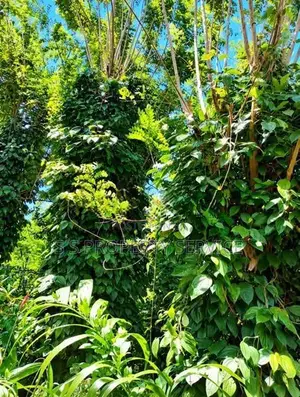 54 Perches Land For Sale In Nikapotha - Beragala (Sspl-535) Haputale