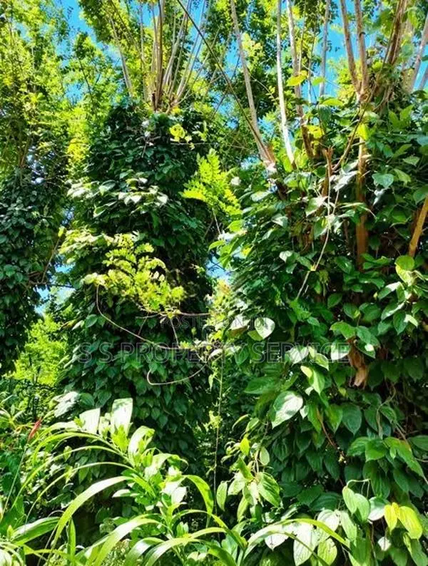54 Perches Land For Sale In Nikapotha - Beragala (Sspl-535) Haputale