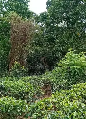 Land For Sale In Kiriwandala Pelmadulla