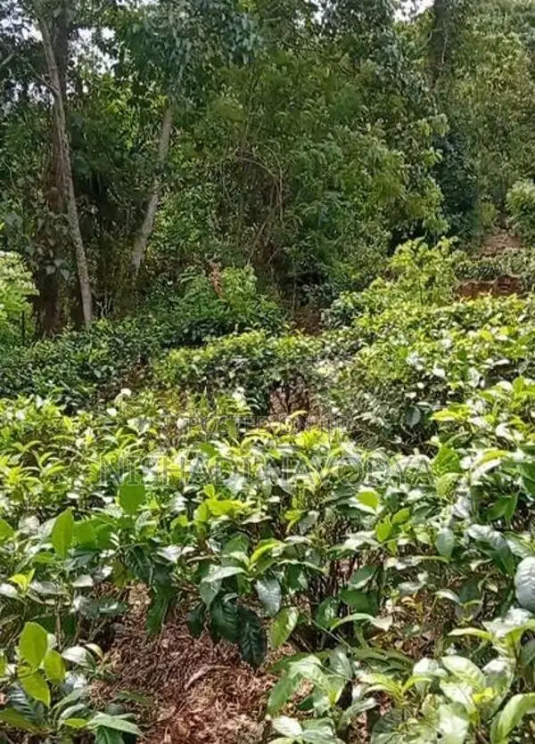 Land For Sale In Kiriwandala Pelmadulla