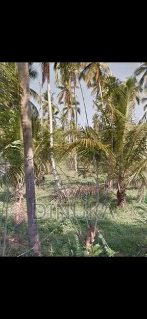 Near Kuliyapitiya Land For Sale
