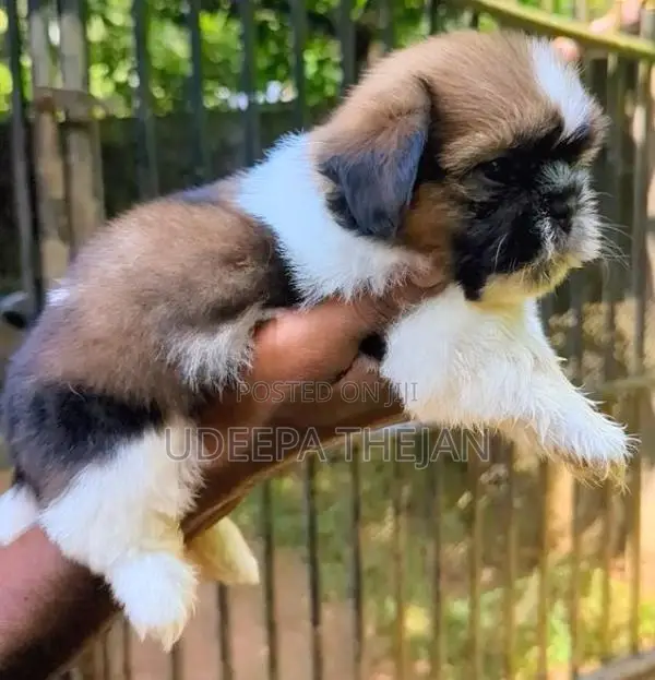 Shihtzu Puppies