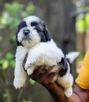 Shihtzu Puppies