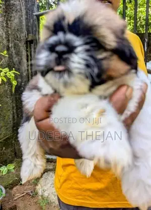 Shihtzu Puppies