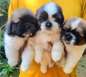 Shihtzu Puppies
