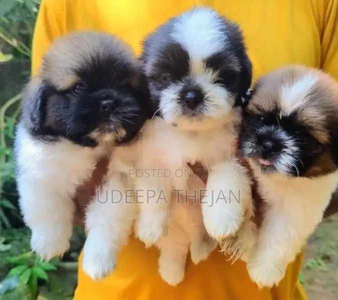 Shihtzu Puppies