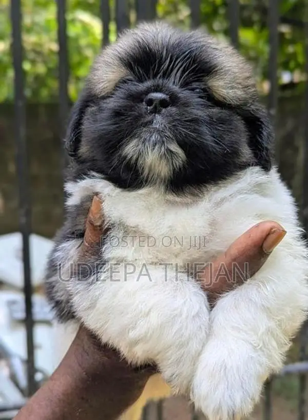 Shihtzu Puppies