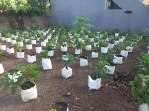 10P Bare Land For Sale In Hokandara