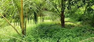Sale, Kottawa Rectangle Shaped Land For Sale (NZMS3071)