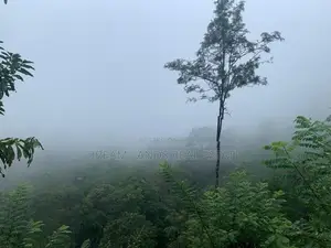 KANDY Galaha ( BELL WOOD ) Agricultural Land for Sale