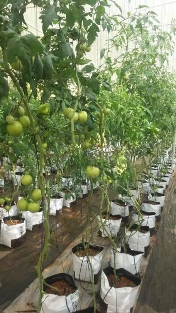 KANDY Galaha ( BELL WOOD ) Agricultural Land for Sale