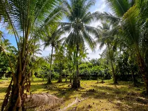 Land For Sale - බෝගමුව කලගෙඩිහේන පර්චස් 70ක වටිනා ඉඩමක් විකිණීමට