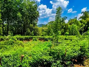 Estate for Sale in Mathugama