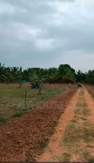 Coconut Land with Aquaculture Farm for Sale in Puttalam