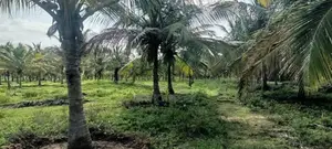 Coconut Land with Aquaculture Farm for Sale in Puttalam