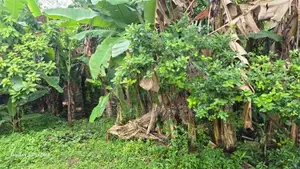 Land For Sale In Nawala - 8.18P
