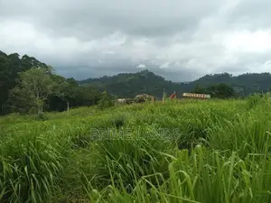 Land for Sale in Pussallawa