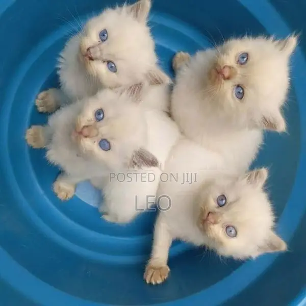 Persian Cat