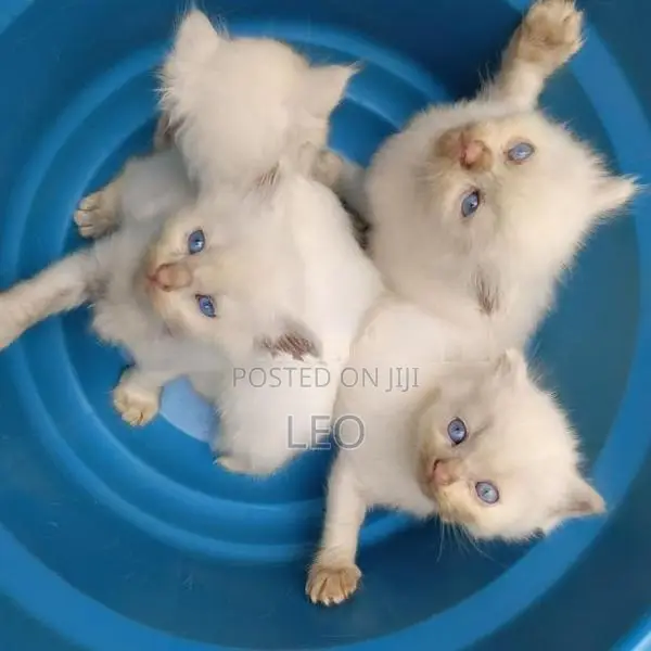 Persian Cat