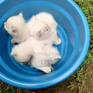Persian Cat