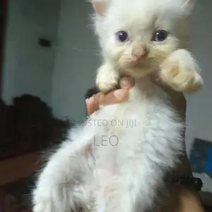 Persian Cat