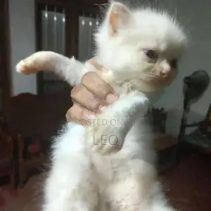 Persian Cat