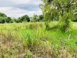 Land for Sale in Habarana
