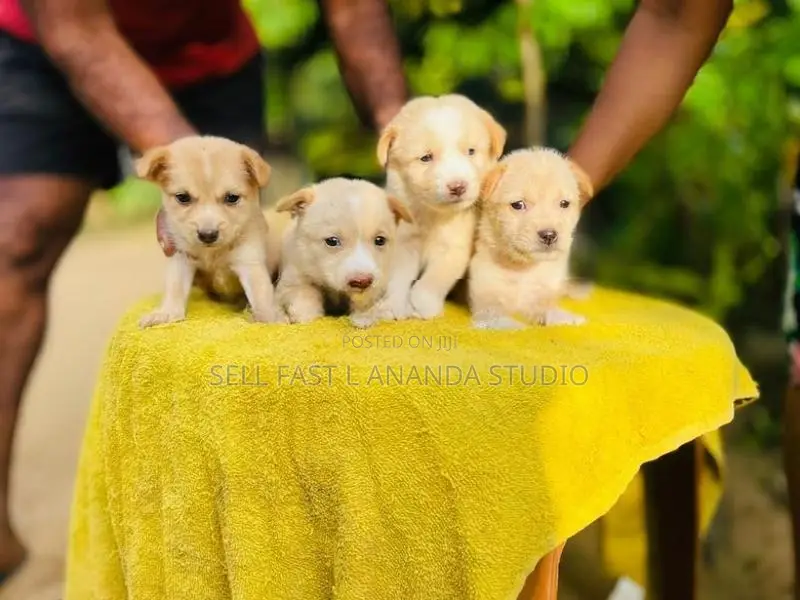 ලැබ්‍රඩෝ ක්‍රොස්