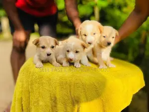 ලැබ්‍රඩෝ ක්‍රොස්
