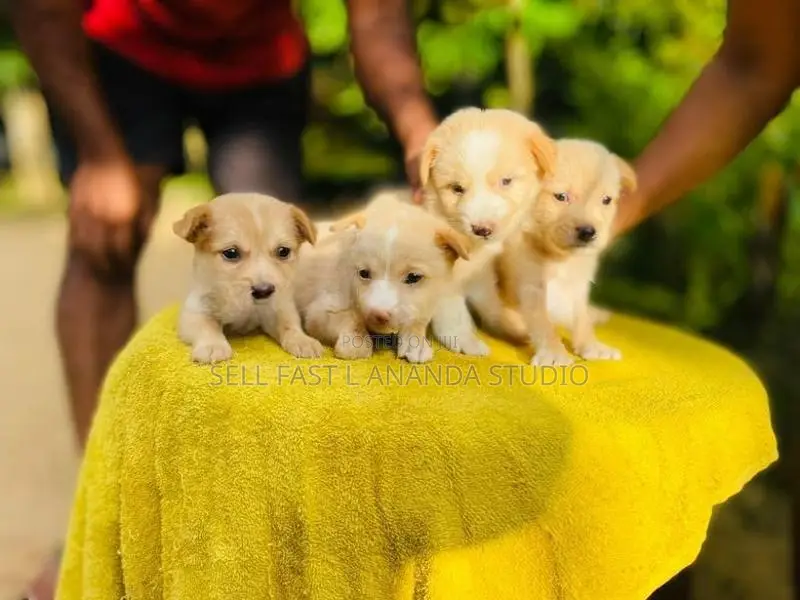 ලැබ්‍රඩෝ ක්‍රොස්