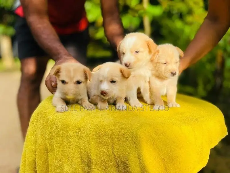 ලැබ්‍රඩෝ ක්‍රොස්